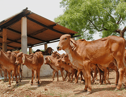 ARTIFICIAL INSEMINATION & PEDIGREE