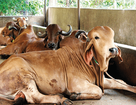 CATTLE HEALTH & HYGEINE