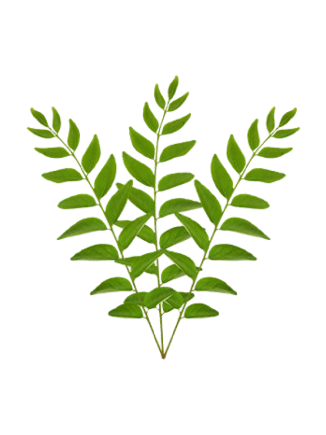 Curry Leaf / Karivepa
