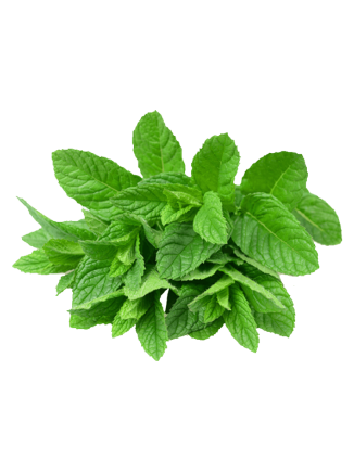 Mint / Pudina